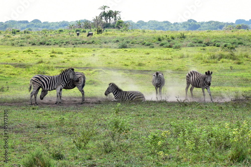 zebras during resting in wetland park Isimangaliso near St.Lucia in South Africa