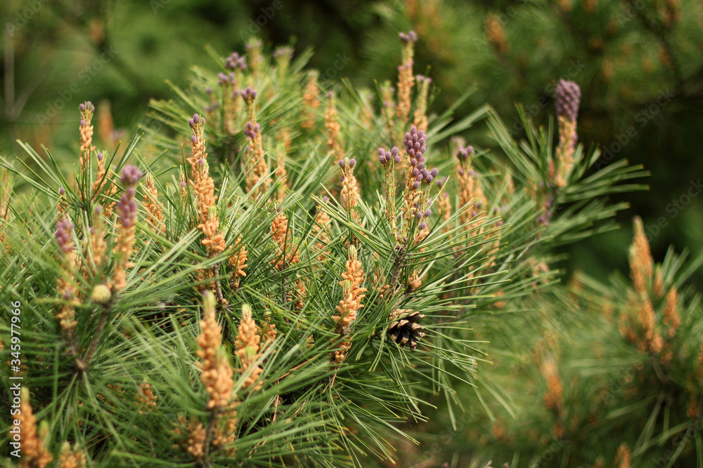 Young pine branches with pollen in the forest. Conifer cones. Young pine branches with pollen in the forest. Conifer cones.