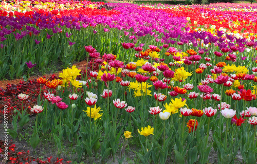 Colorful blooming tulip flowers in the open air.