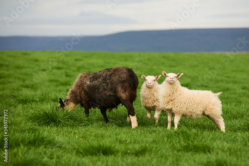 Sheep family on meadow in Iceland