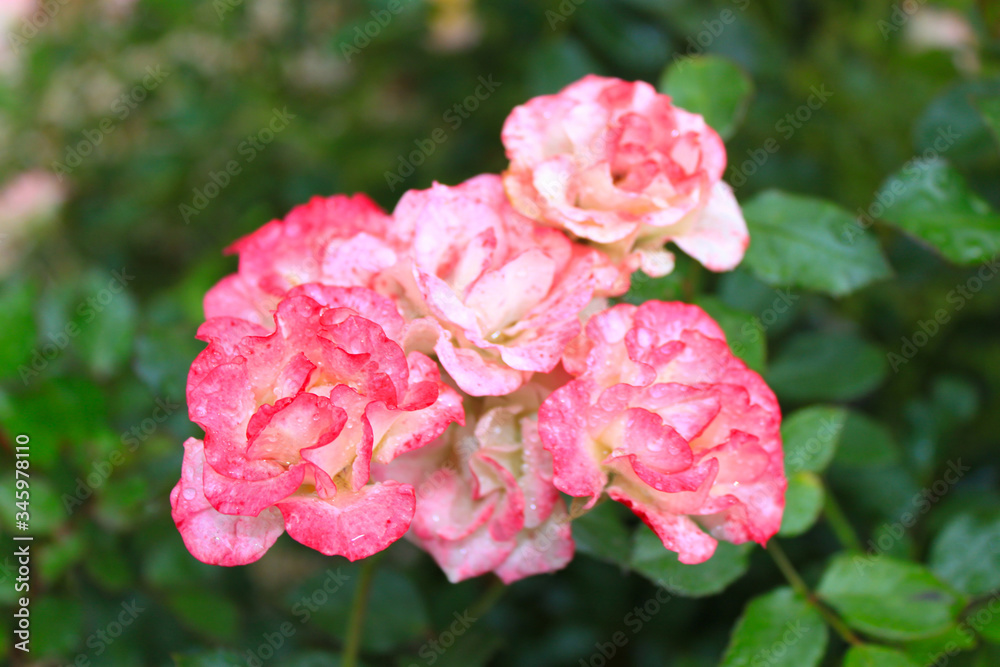Beautiful bush of roses and raindrops in a garden.