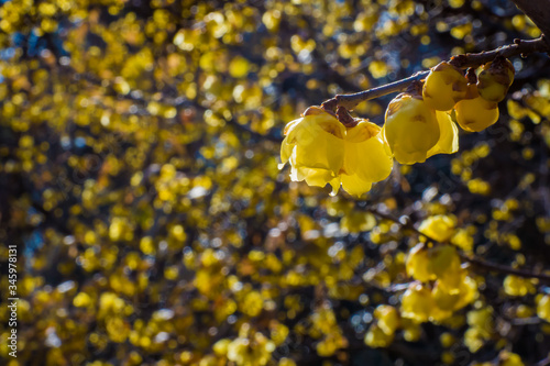 Full bloomed trees of Chimonanthus praecox or wintersweet. photo