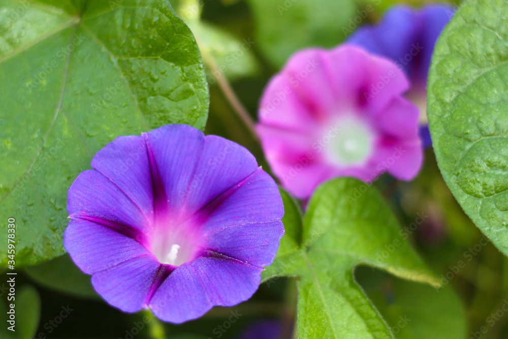 Field bindweed Convolvulus arvensis purple and pink flower on green leaves. Field bindweed Convolvulus arvensis purple and pink flower on green leaves.