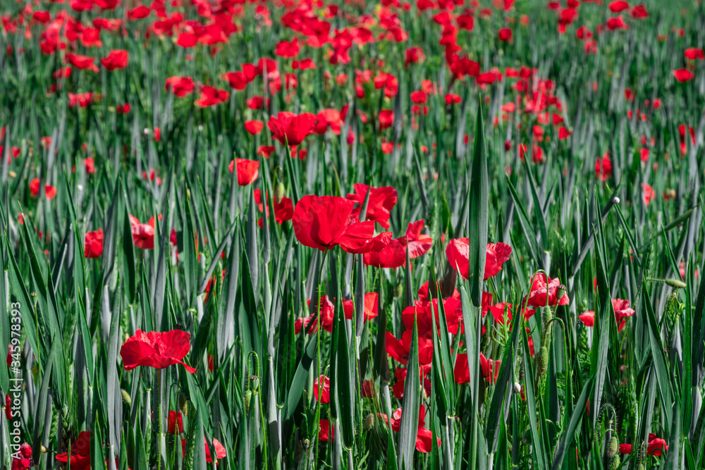 Poppy and buds parasitizing a wheat field. Close-up view from above. Poppy and buds parasitizing a wheat field. Close-up view from above.