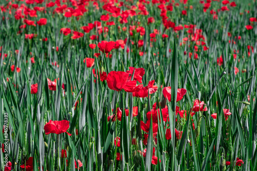 Poppy and buds parasitizing a wheat field. Close-up view from above.