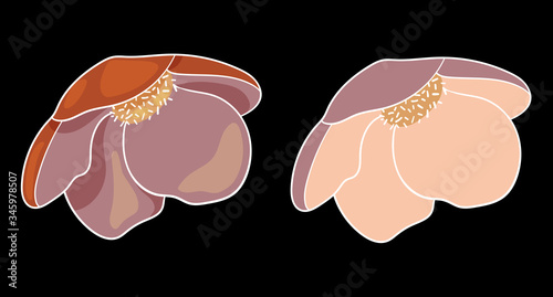 Vector illustration of Helleborus on a black background.Illustration for greeting card,invitation,design,brochure,poster,banner,flyer,print,wrapping paper,textiles and websites.Pink flowers.