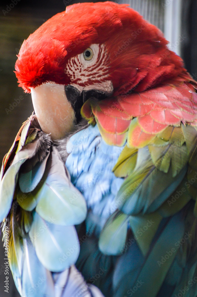 Obraz premium Green-winged Macaw or Red-and-green Macaw (Ara chloroptera), close up portrait 