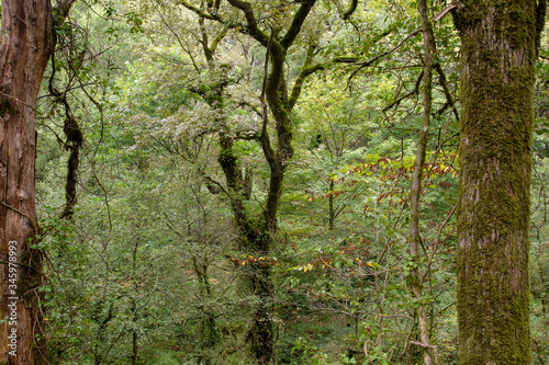 Green forest landscape