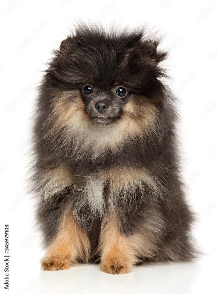 Obraz premium Pomeranian Spitz puppy