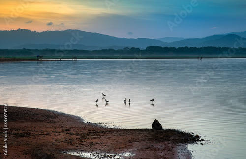 birds in reservoir at twilight photo