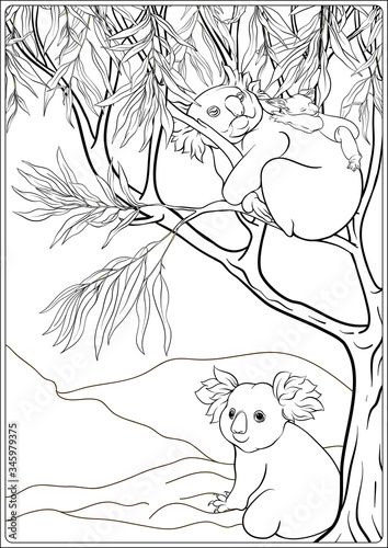 Koala and eucalyptus. Coloring page for the adult coloring book. Outline hand drawing vector illustration..