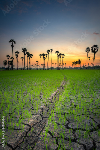 Sugar palm tree at sunrise