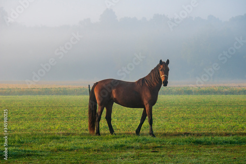horse in the field early foggy morning