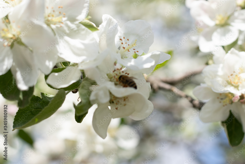 
Bee on an apple blossom