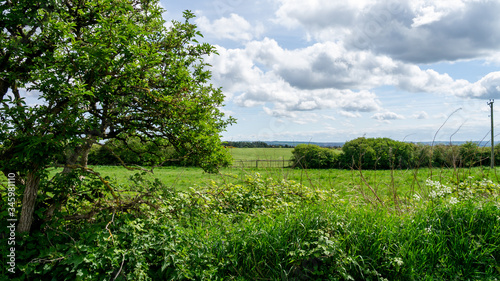 Beautiful landscape image of a lush green field with trees and hedgerows taken on a warm spring day. © Anthony