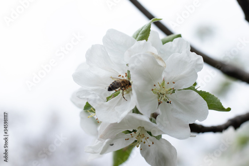  Bee on an apple blossom