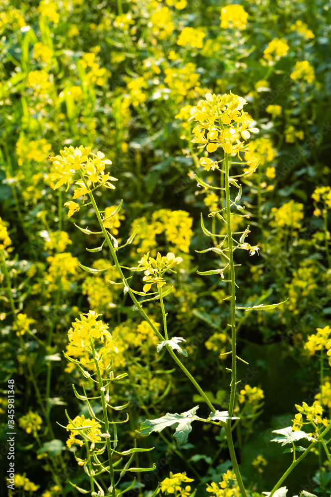 Blooming mustard. closeup view of mustard yellow flowers blooming in field Blooming mustard. closeup view of mustard yellow flowers blooming in field