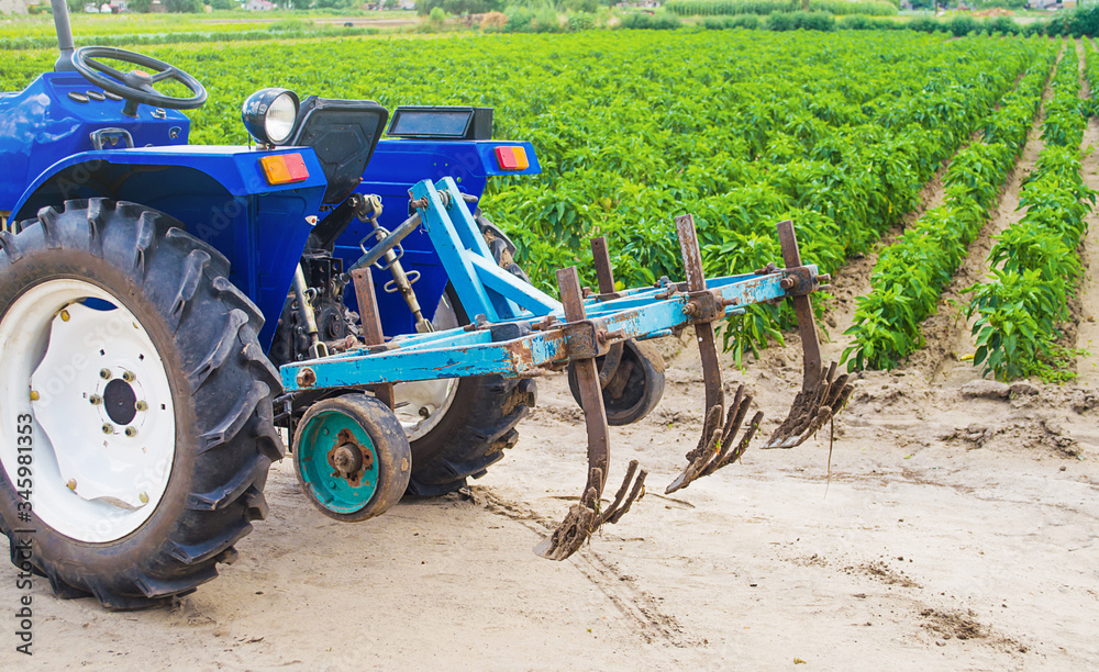 Obraz premium Blue tractor with a cultivator plow in a paprika pepper plantation. Farming, agriculture. Cultivation of an agricultural field. Plowing land. Agricultural equipment and technical transport.