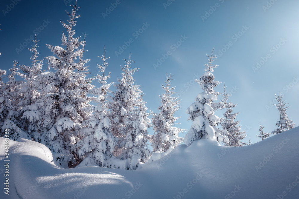 Winter landscape with spruce forest in the mountains. Winter Scene. Snowcovered Pine Trees in the Winter Wonderland Forest. Wonderful nature background. Instagram Filter. Picture of wild area