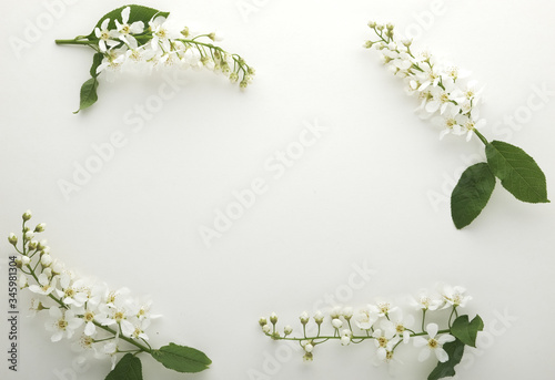 white cherry flowers on a white background