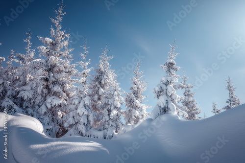 Winter landscape with spruce forest in the mountains. Winter Scene. Snowcovered Pine Trees in the Winter Wonderland Forest. Wonderful nature background. Instagram Filter. Picture of wild area © jenyateua