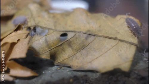 Time-lapse of a sow bug that flock to fallen leaves