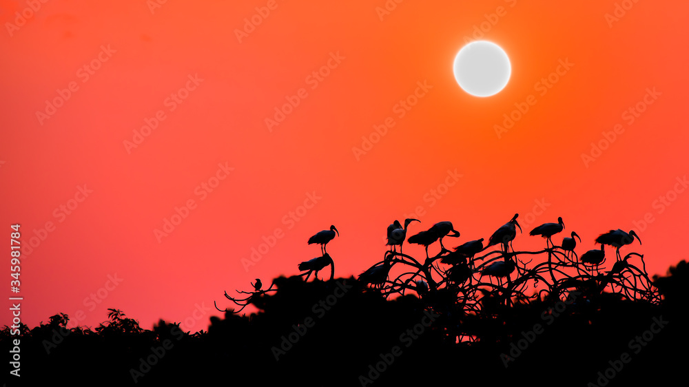 a flock of birds resting during sunset