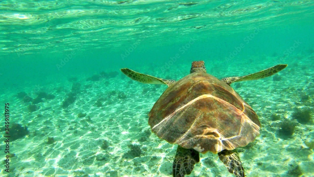 Obraz premium The back of a wild tortoise which is swimming in the ocean