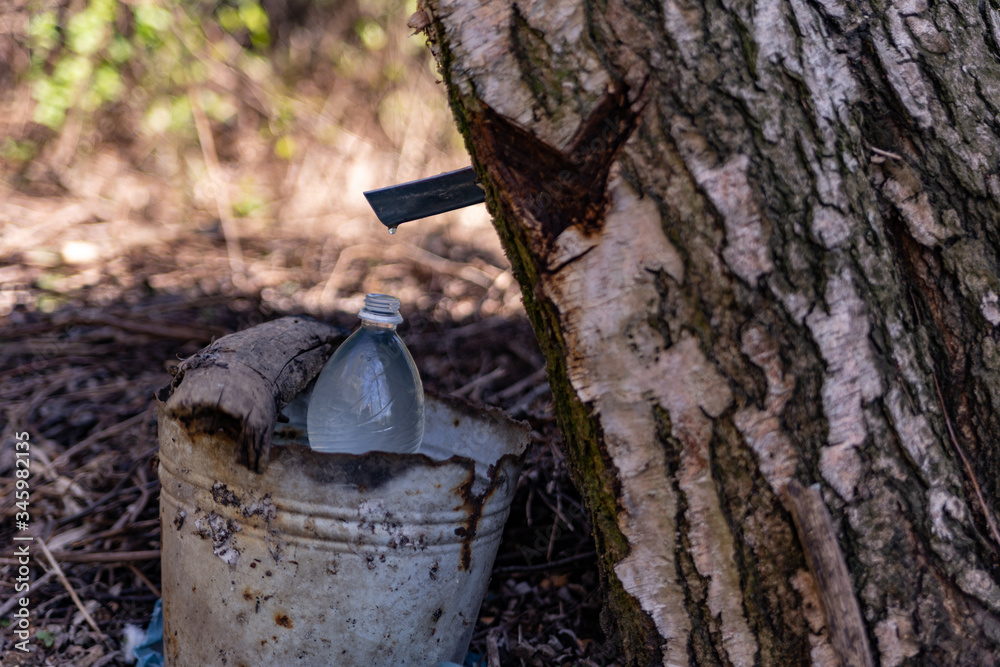 illegal extraction of birch sap task of tree damage