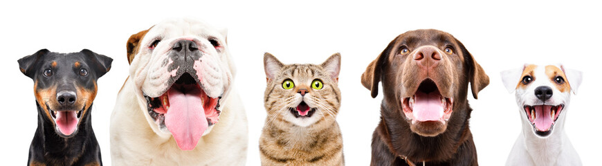 Portrait of five cute funny pets, isolated on a white background