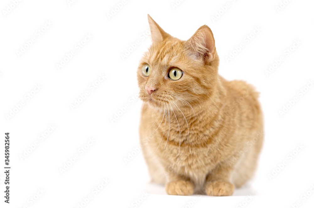Adult red tabby cat lying isolated on white background