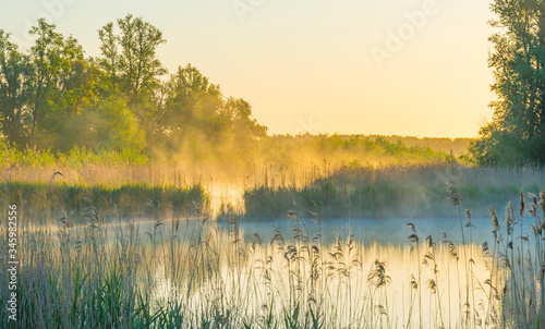 Fotografie Reed along the edge of a misty lake below a blue sky in sunlight at sunrise in a