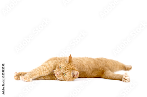 Adult red tabby cat lying isolated on white background