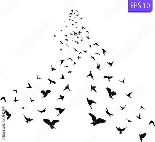 A flock of flying birds. Transparent background.  