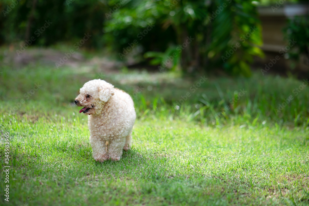 Poodle toy dog