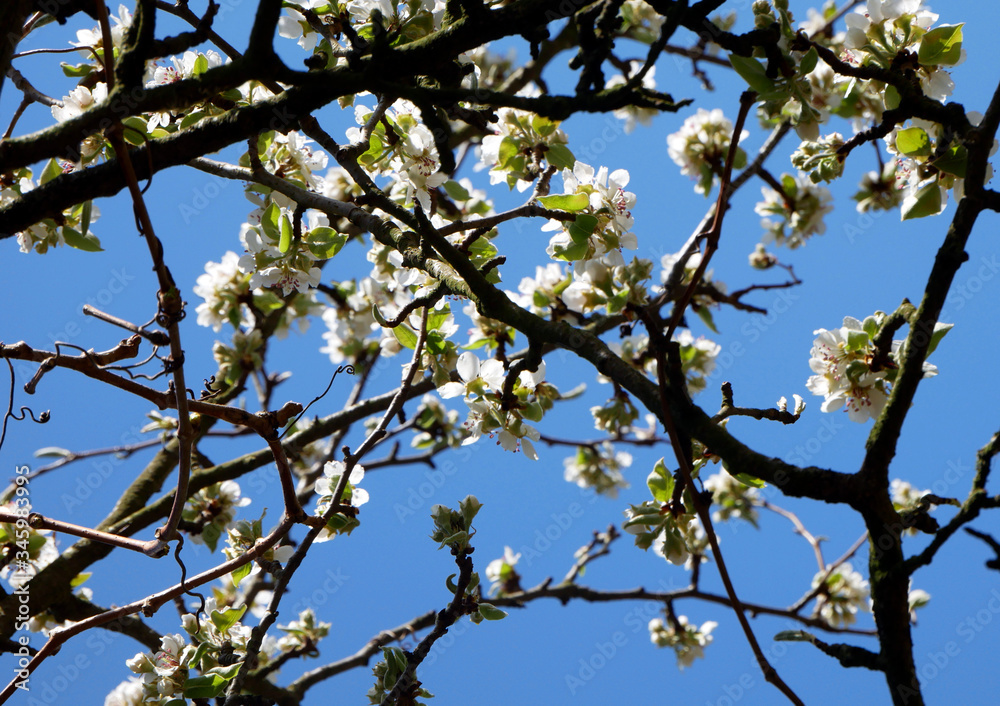Blossoming pear. Closeup on white flowers and buds. Blossoming pear. Closeup on white flowers and buds.