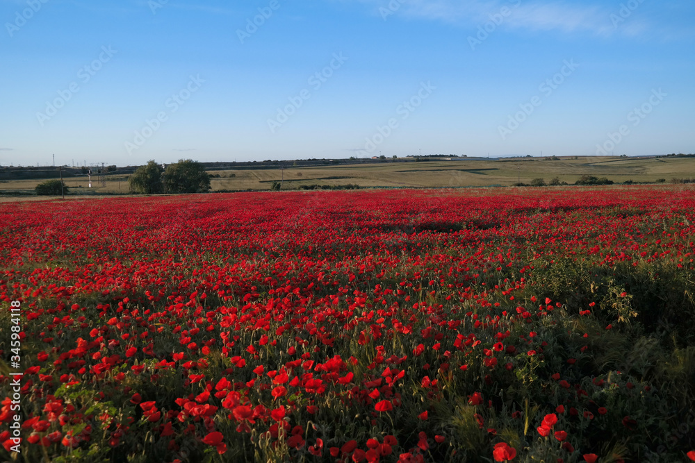 krajobraz łąka maki czerwone niebo niebieskie