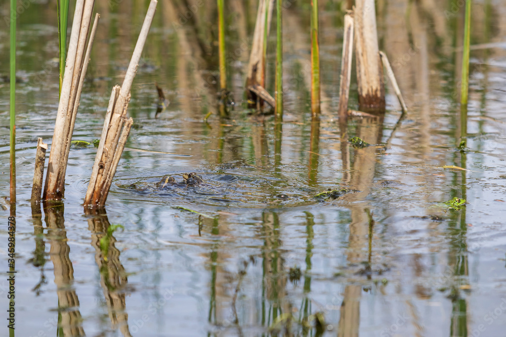 The frog in the pond water mates in its natural habitat The frog in the pond water mates in its natural habitat