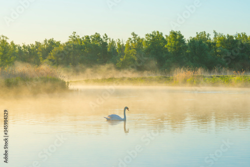 Swan swimming in a misty lake below a blue sky in sunlight at sunrise in a spring morning
