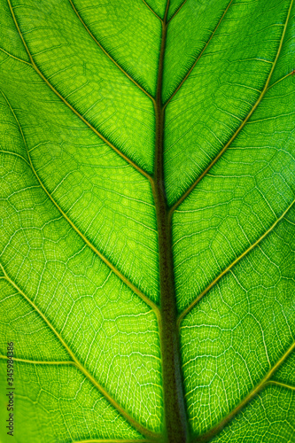 green leaf background