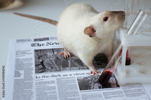 Siamese rat on the newspaper near to test tube on the table photo