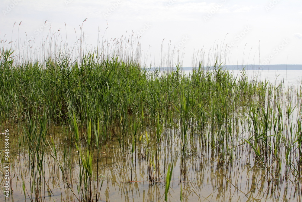 Seengraslandschaft Seengraslandschaft