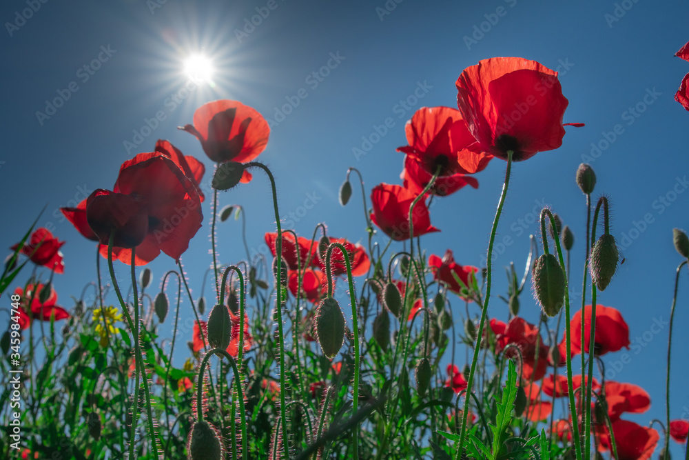 Naklejka premium Mak i pąki w polu z błękitnym niebem w tle z selektywną ostrością. Widok z bliska od dołu. Samotny mak.