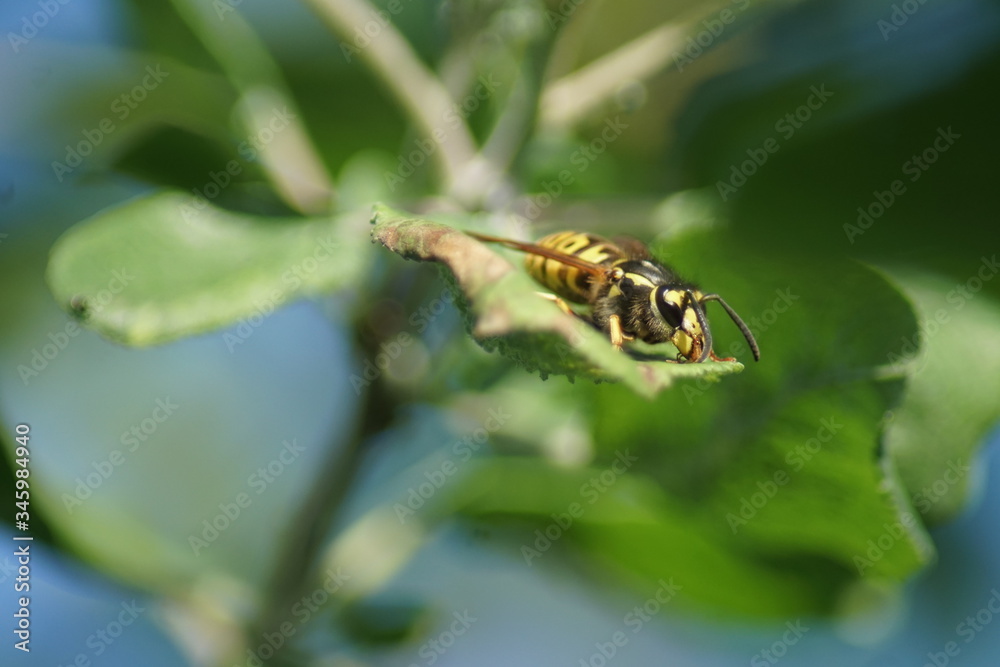 A European Wasp is resting on a green leaf. A European Wasp is resting on a green leaf.