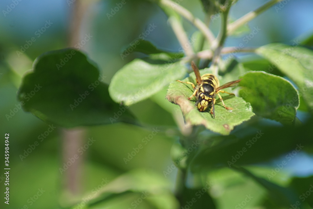 A European Wasp is resting on a green leaf.