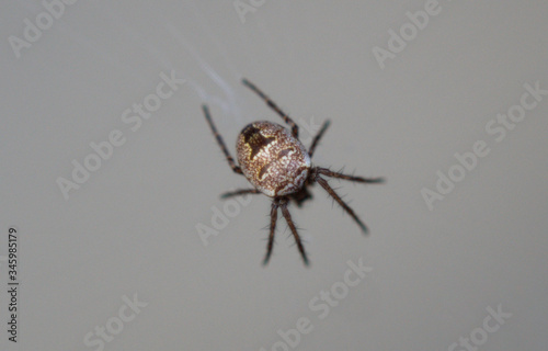 Close-up on a cross spider, also called a European garden spider, tiara spider or pumpkin spider