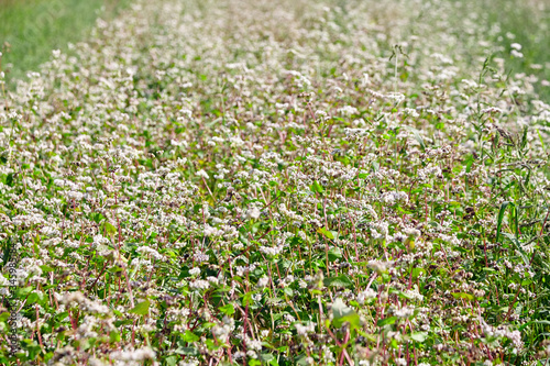 Buckwheat field  farmland. Blossoming buckwheat plant with white flowers