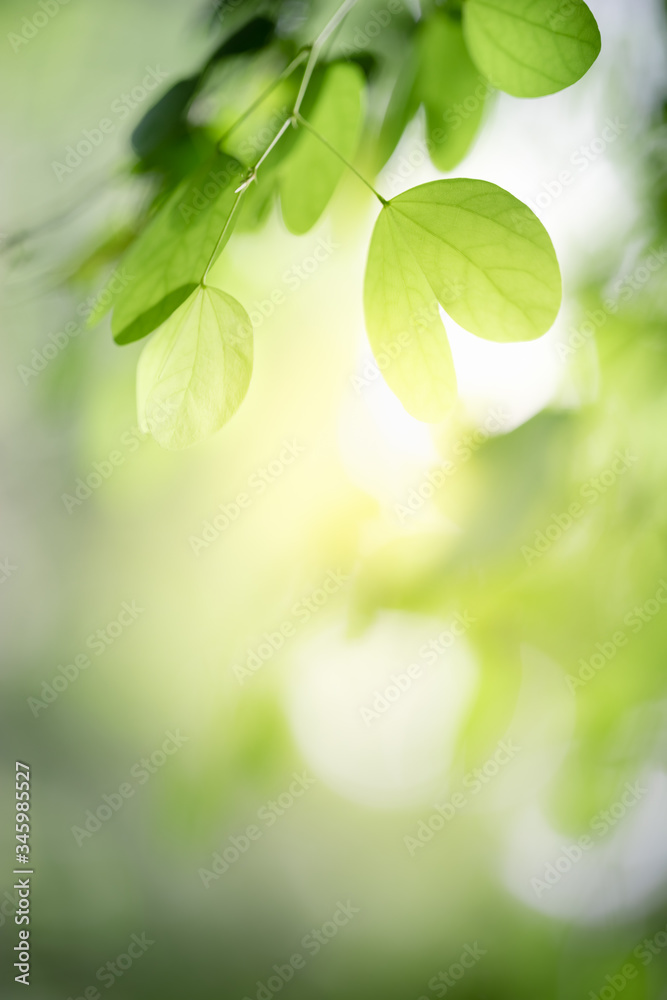 Nature of green leaf in garden at summer. Natural green leaves plants using as spring background cover page greenery environment ecology wallpaper Nature of green leaf in garden at summer. Natural green leaves plants using as spring background cover page greenery environment ecology wallpaper