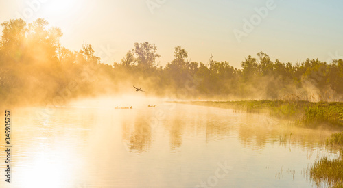 Fototapeta Naklejka Na Ścianę i Meble -  Geese and goslings swimming along the edge of a misty lake below a blue sky in sunlight at sunrise in a spring morning