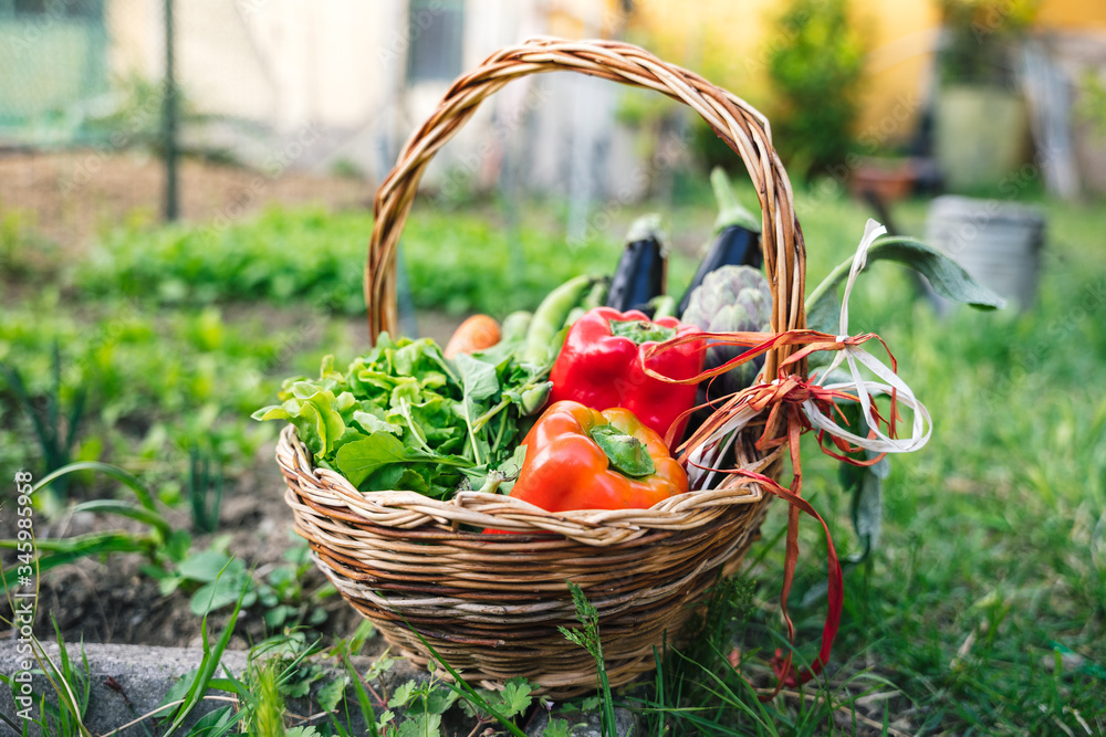 Wicker basket with the harvest of the field in the home garden, in the basket there is salad, carrots, aubergines, artichokes and peppers - Concept of self-sustainability and ecological Wicker basket with the harvest of the field in the home garden, in the basket there is salad, carrots, aubergines, artichokes and peppers - Concept of self-sustainability and ecological